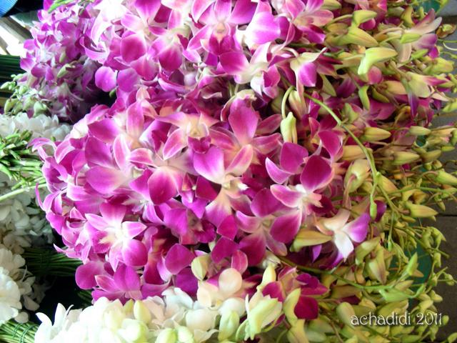 фото орхидей фото орхидей